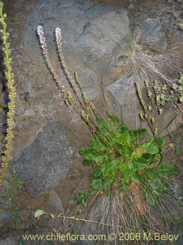 Bild von Francoa appendiculata (Llaupangue / Vara de mármol). Klicken Sie, um den Ausschnitt zu vergrössern.