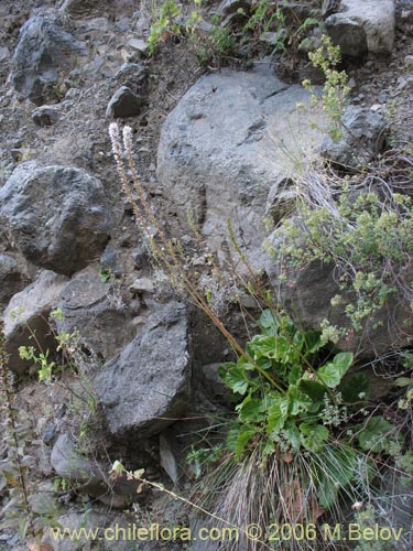 Фотография Francoa appendiculata (Llaupangue / Vara de mármol). Щелкните, чтобы увеличить вырез.