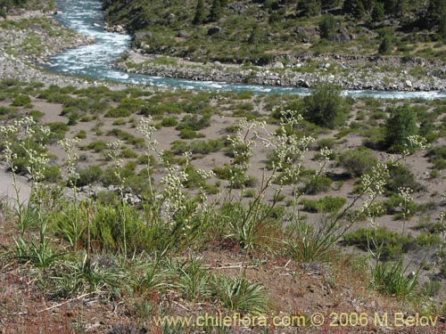 Image of Eryngium paniculatum (Chupalla). Click to enlarge parts of image.