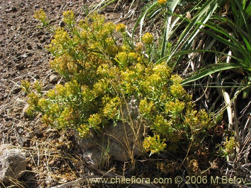 Imágen de Quinchamalium chilense (Quinchamali). Haga un clic para aumentar parte de imágen.