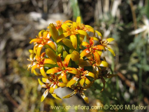 Quinchamalium chilense的照片