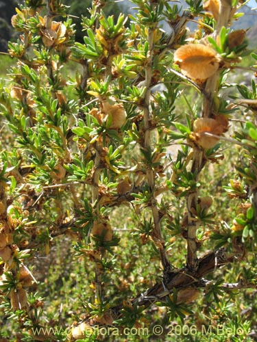 Imágen de Tetraglochin alatum (Horizonte / Caulia). Haga un clic para aumentar parte de imágen.