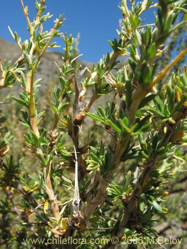 Фотография Tetraglochin alatum (Horizonte / Caulia). Щелкните, чтобы увеличить вырез.