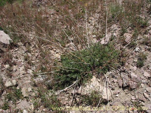 Bild von Acaena pinnatifida (Pimpinela cimarrona / Abrojo). Klicken Sie, um den Ausschnitt zu vergrössern.