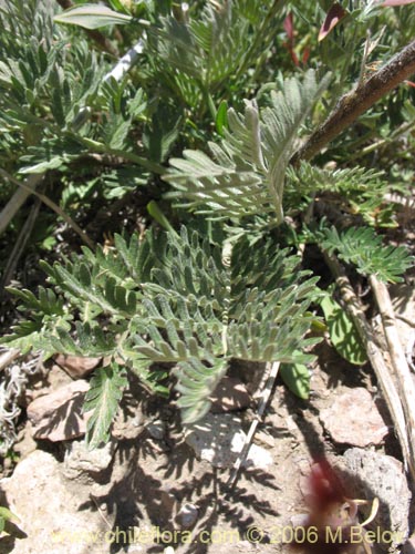 Bild von Acaena pinnatifida (Pimpinela cimarrona / Abrojo). Klicken Sie, um den Ausschnitt zu vergrössern.