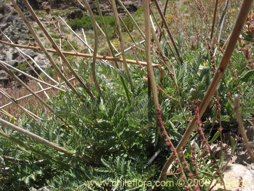 Image of Acaena pinnatifida (Pimpinela cimarrona / Abrojo). Click to enlarge parts of image.