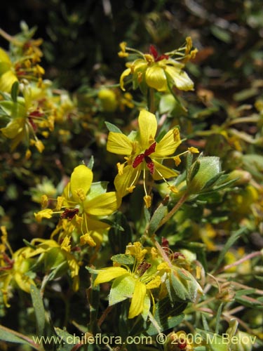 Image of Wendtia gracilis (Oreganillo amarillo). Click to enlarge parts of image.