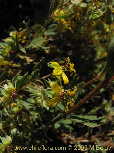 Image of Wendtia gracilis (Oreganillo amarillo). Click to enlarge parts of image.