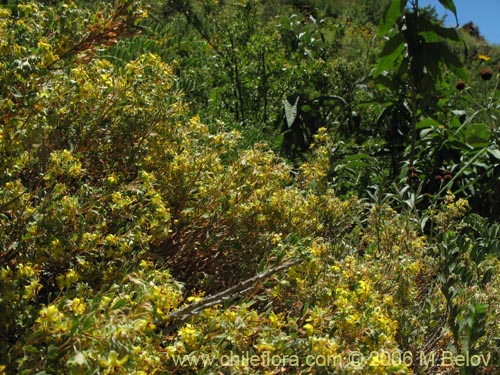 Image of Wendtia gracilis (Oreganillo amarillo). Click to enlarge parts of image.