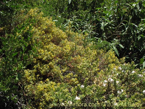 Imágen de Wendtia gracilis (Oreganillo amarillo). Haga un clic para aumentar parte de imágen.
