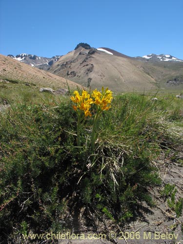 Chloraea alpinaの写真