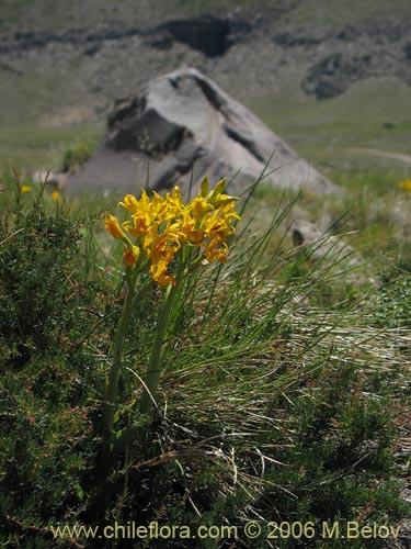 Imágen de Chloraea alpina (). Haga un clic para aumentar parte de imágen.