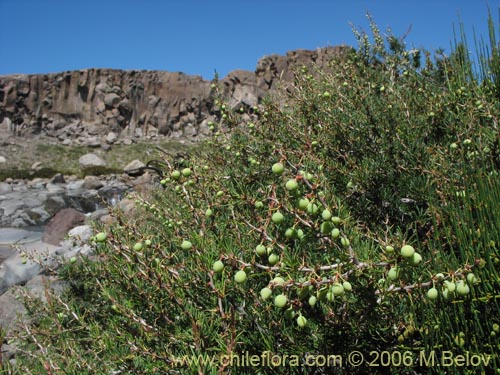 Image of Berberis empetrifolia (Uva de la cordillera / Palo amarillo). Click to enlarge parts of image.