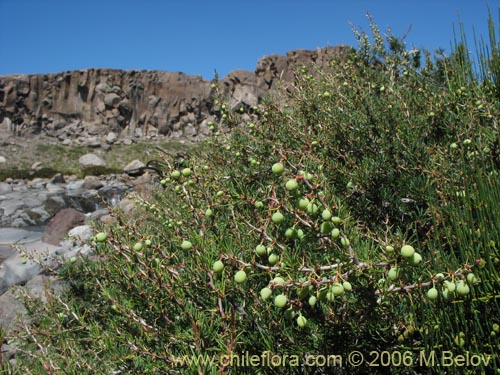 Imágen de Berberis empetrifolia (Uva de la cordillera / Palo amarillo). Haga un clic para aumentar parte de imágen.