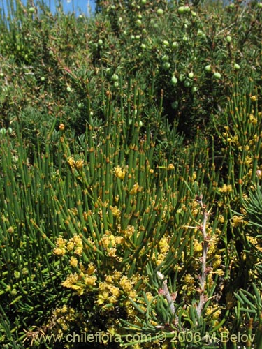 Ephedra chilensis의 사진