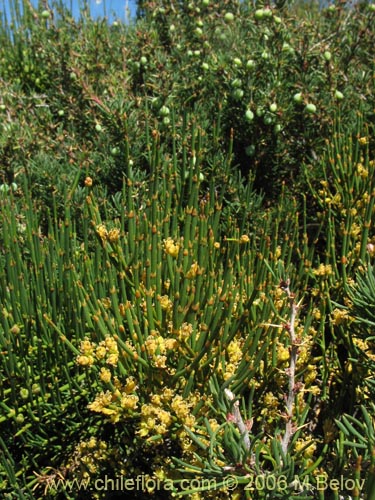 Image of Ephedra chilensis (Pingo-pingo / Transmontana / Solupe). Click to enlarge parts of image.