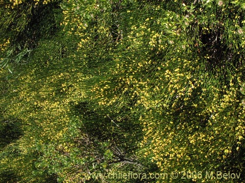 Imágen de Ephedra chilensis (Pingo-pingo / Transmontana / Solupe). Haga un clic para aumentar parte de imágen.