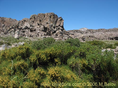 Image of Ephedra chilensis (Pingo-pingo / Transmontana / Solupe). Click to enlarge parts of image.