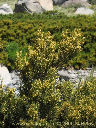 Image of Ephedra chilensis (Pingo-pingo / Transmontana / Solupe). Click to enlarge parts of image.