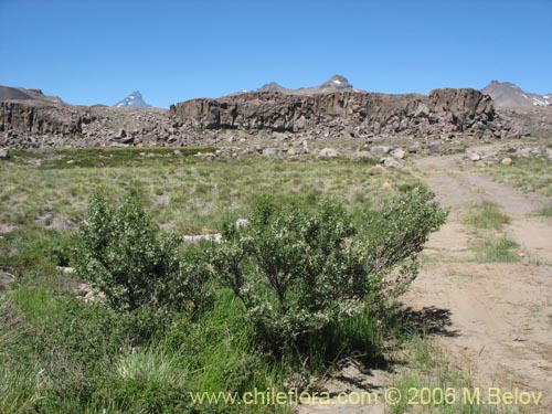 Image of Baccharis rhomboidalis (baccharis L.Maule). Click to enlarge parts of image.