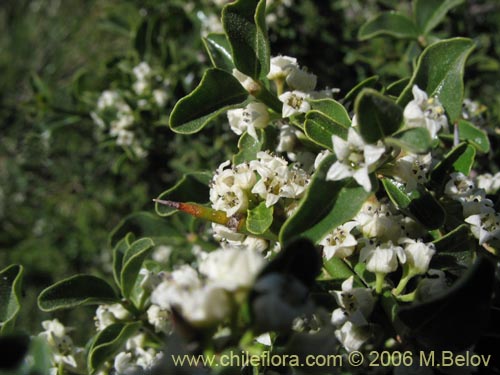 Imágen de Discaria serratifolia (Chacay). Haga un clic para aumentar parte de imágen.