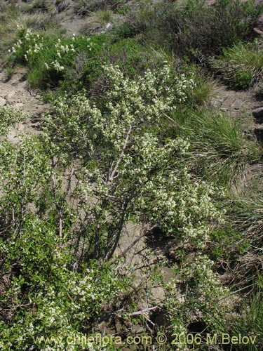 Imágen de Discaria serratifolia (Chacay). Haga un clic para aumentar parte de imágen.