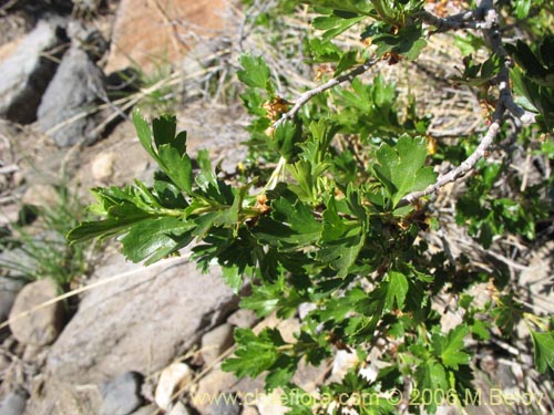 Bild von Ribes cucullatum (Parilla de hoja chica / Zarzaparilla). Klicken Sie, um den Ausschnitt zu vergrössern.