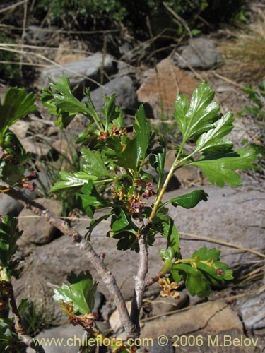 Bild von Ribes cucullatum (Parilla de hoja chica / Zarzaparilla). Klicken Sie, um den Ausschnitt zu vergrössern.