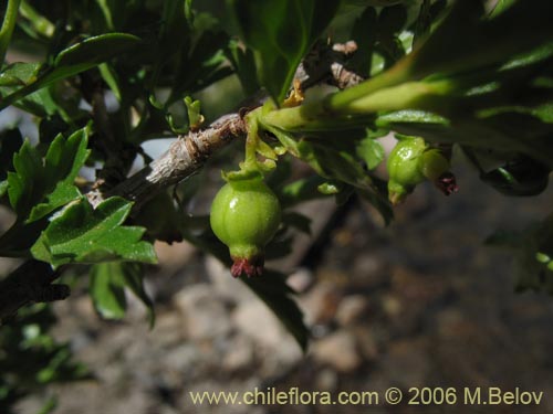 Imágen de Ribes cucullatum (Parilla de hoja chica / Zarzaparilla). Haga un clic para aumentar parte de imágen.