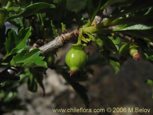 Imágen de Ribes cucullatum (Parilla de hoja chica / Zarzaparilla). Haga un clic para aumentar parte de imágen.