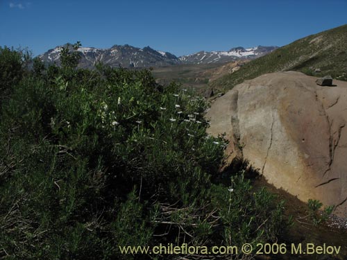 Image of Chiliotrichum rosmarinifolium (Romerillo). Click to enlarge parts of image.