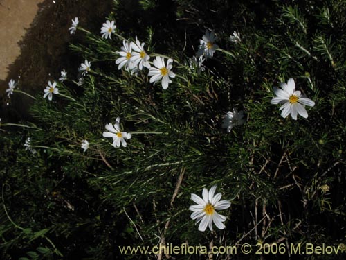 Imágen de Chiliotrichum rosmarinifolium (Romerillo). Haga un clic para aumentar parte de imágen.