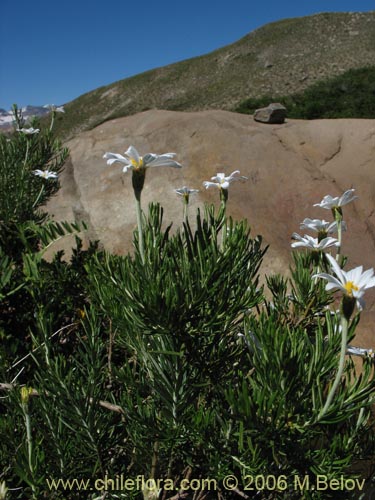 Bild von Chiliotrichum rosmarinifolium (Romerillo). Klicken Sie, um den Ausschnitt zu vergrössern.