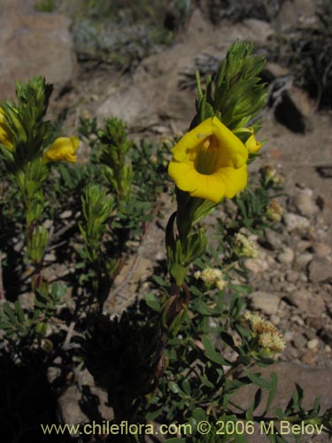 Bild von Euphrasia andicola (Eufrasia amarilla). Klicken Sie, um den Ausschnitt zu vergrössern.