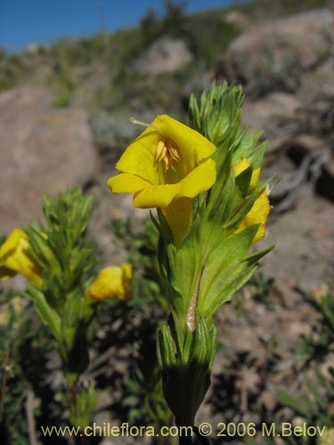 Image of Euphrasia andicola (Eufrasia amarilla). Click to enlarge parts of image.