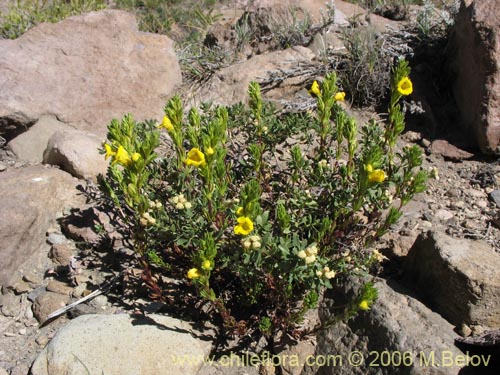 Imágen de Euphrasia andicola (Eufrasia amarilla). Haga un clic para aumentar parte de imágen.