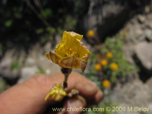 Imágen de Sisyrinchium arenarium (Ñuño / Huilmo amarillo). Haga un clic para aumentar parte de imágen.