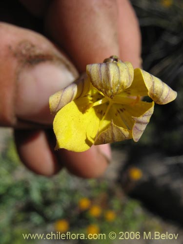 Imágen de Sisyrinchium arenarium (Ñuño / Huilmo amarillo). Haga un clic para aumentar parte de imágen.