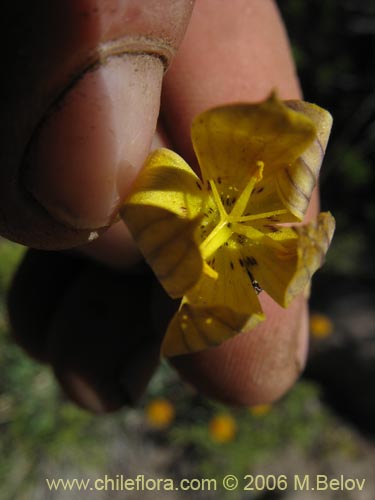 Imágen de Sisyrinchium arenarium (Ñuño / Huilmo amarillo). Haga un clic para aumentar parte de imágen.