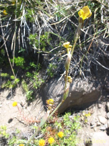 Imágen de Sisyrinchium arenarium (Ñuño / Huilmo amarillo). Haga un clic para aumentar parte de imágen.