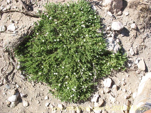 Image of Arenaria serpens (). Click to enlarge parts of image.