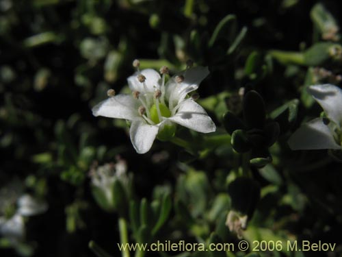 Imágen de Arenaria serpens (). Haga un clic para aumentar parte de imágen.