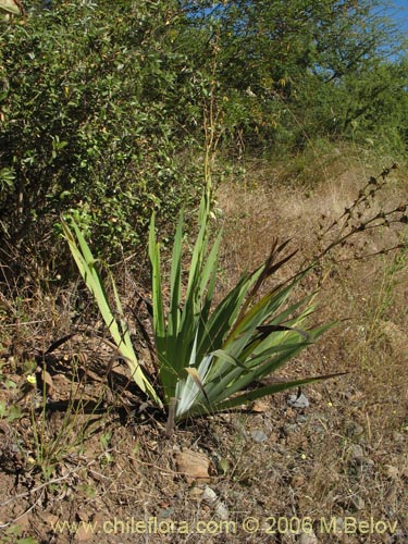 Image of Sisyrinchium cuspidatum (). Click to enlarge parts of image.