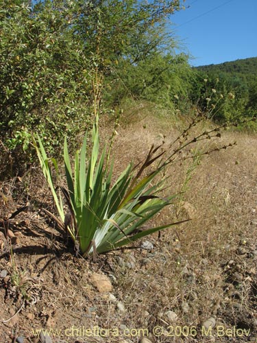 Image of Sisyrinchium cuspidatum (). Click to enlarge parts of image.