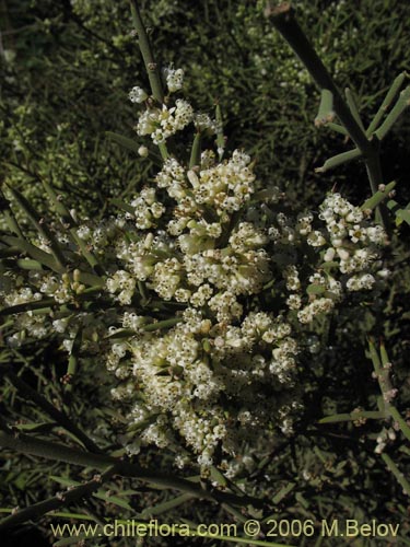 Image of Colletia spinosa (Crucero / Yaqui / Cunco). Click to enlarge parts of image.