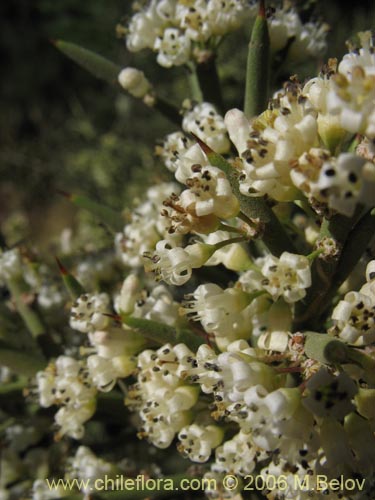 Imágen de Colletia spinosa (Crucero / Yaqui / Cunco). Haga un clic para aumentar parte de imágen.