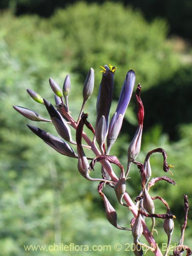 Image of Puya coerulea var. monteroana (Chagualillo). Click to enlarge parts of image.