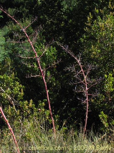 Bild von Puya coerulea var. monteroana (Chagualillo). Klicken Sie, um den Ausschnitt zu vergrössern.