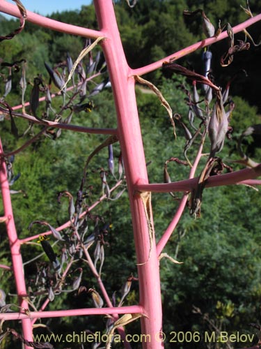 Image of Puya coerulea var. monteroana (Chagualillo). Click to enlarge parts of image.