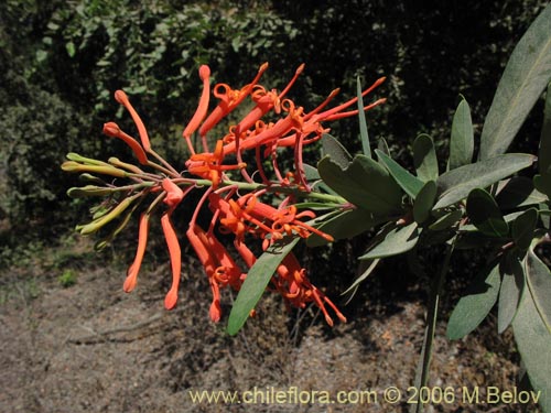 Imágen de Embothrium coccineum (Notro, ciruelillo). Haga un clic para aumentar parte de imágen.